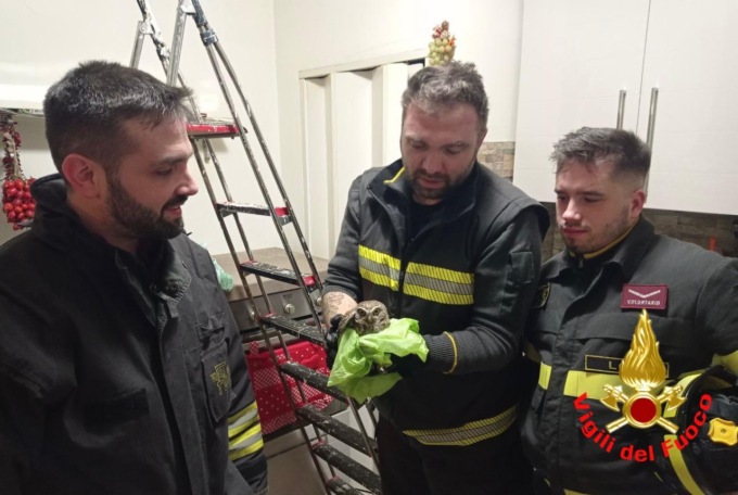 Civetta incastrata nella canna fumaria di una palazzina di Codogno, salvata dai pompieri