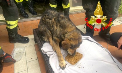 Scivola nel fosso e non riesce più a risalire: cagnolino salvato dai vigili del fuoco