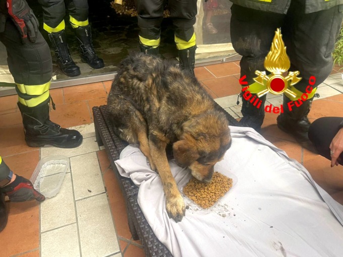Scivola nel fosso e non riesce più a risalire: cagnolino salvato dai vigili del fuoco