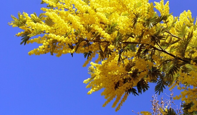 Festa donna 8 marzo: frasi d’auguri, immagini WhatsApp ed eventi a Lodi e provincia