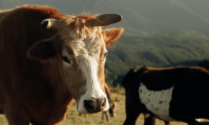 Regione Lombardia vara un piano per ridurre le emissioni in zootecnica