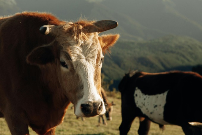 Regione Lombardia vara un piano per ridurre le emissioni in zootecnica