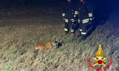 Capriolo investito nella notte, l'intervento dei Vigili del Fuoco