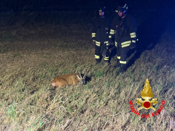 Capriolo investito nella notte, l’intervento dei Vigili del Fuoco