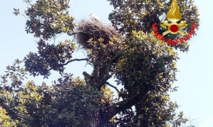 Cade dal nido, pullo di cicogna salvato dai Vigili del Fuoco e riportato al sicuro