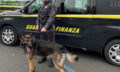 Controlli antidroga, blitz della Guardia di Finanza: l'unità cinofila in azione