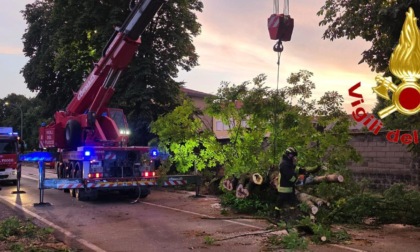 Maltempo nel Lodigiano, Vigili del Fuoco impegnati nei soccorsi e nella rimozione degli alberi