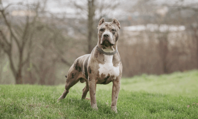 Pitbull azzanna e sbrana un piccolo maltese sotto gli occhi del padrone