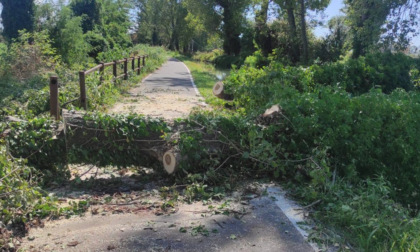 Forti temporali nel Lodigiano: alberi abbattuti dal vento, allagamenti e cavi elettrici in fiamme
