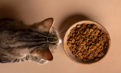 Gatti in pericolo a Lodi, trovati dei bocconi avvelenati nel cibo della colonia felina