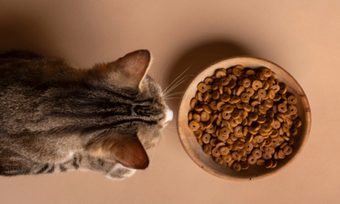 Gatti in pericolo a Lodi, trovati dei bocconi avvelenati nel cibo della colonia felina