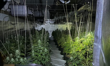Una coltivazione di marijuana all'interno del capannone industriale: sequestrati 200 piante e 15 chili di stupefacente