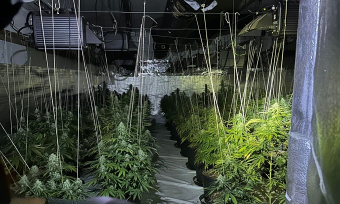 Una coltivazione di marijuana all’interno del capannone industriale: sequestrati 200 piante e 15 chili di stupefacente