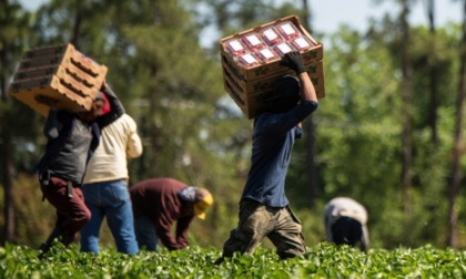 Lavoro nei campi e ordinanza anti-caldo: “No agli estremismi”