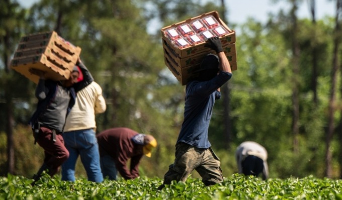 Lavoro nei campi e ordinanza anti-caldo: “No agli estremismi”