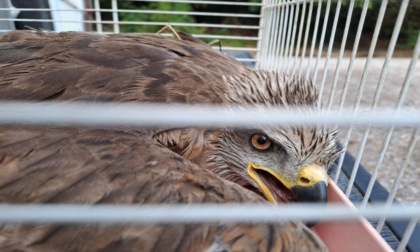 Fauna selvatica in difficoltà nel Lodigiano: salvati rondini, ricci e anche un nibbio bruno