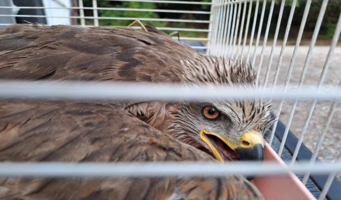 Fauna selvatica in difficoltà nel Lodigiano: salvati rondini, ricci e anche un nibbio bruno