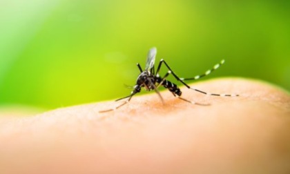 Zelo Buon Persico potenzia gli interventi di disinfestazione zanzare per prevenire il rischio West Nile