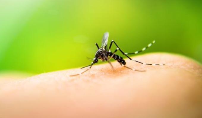 Zelo Buon Persico potenzia gli interventi di disinfestazione zanzare per prevenire il rischio West Nile