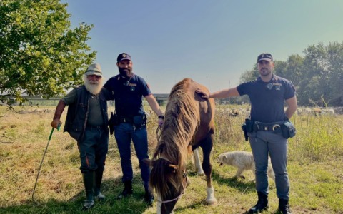 Cavalla si aggira di notte tra le vie del centro di Lodi: Stella ritrova il suo proprietario grazie alla Polizia