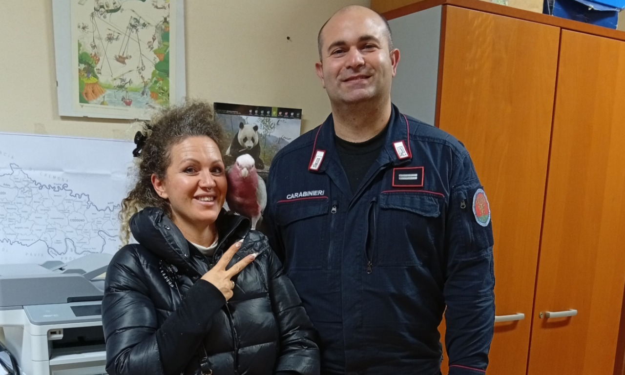 Ritrovato a Ospedaletto Lodigiano il pappagallo Anita, era scomparso due mesi fa