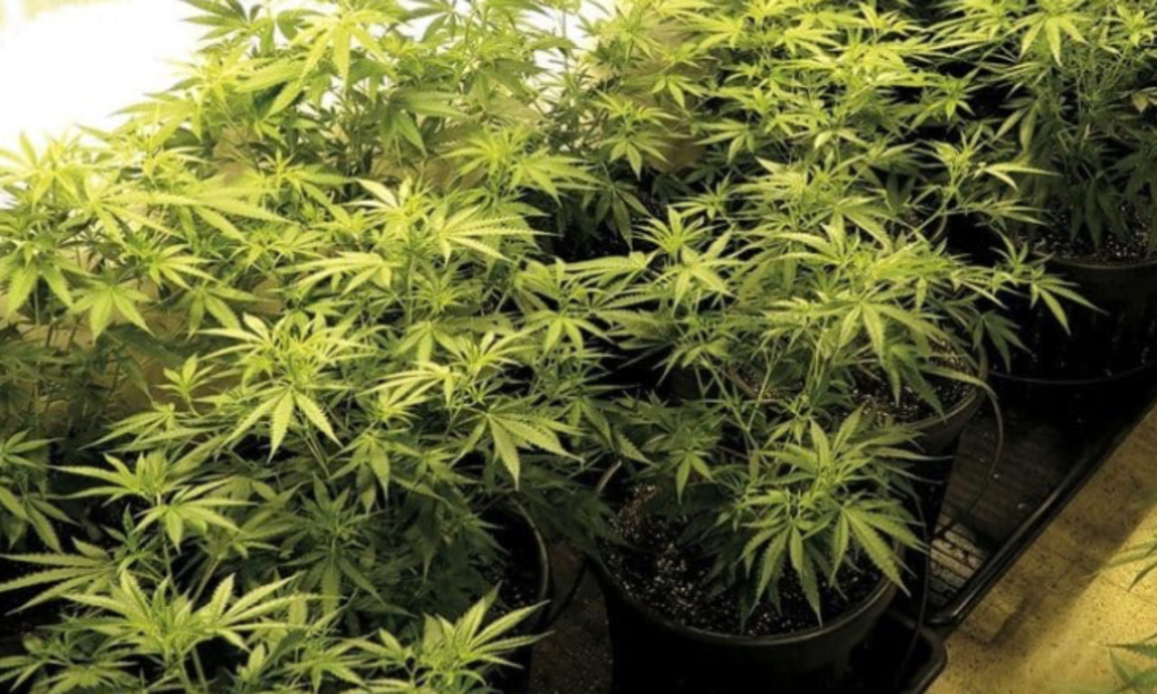 Scoperta maxi piantagione di marijuana da un milione di euro a Lodi Vecchio: due arresti