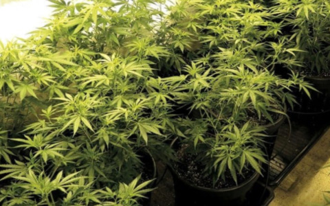 Scoperta maxi piantagione di marijuana da un milione di euro a Lodi Vecchio: due arresti