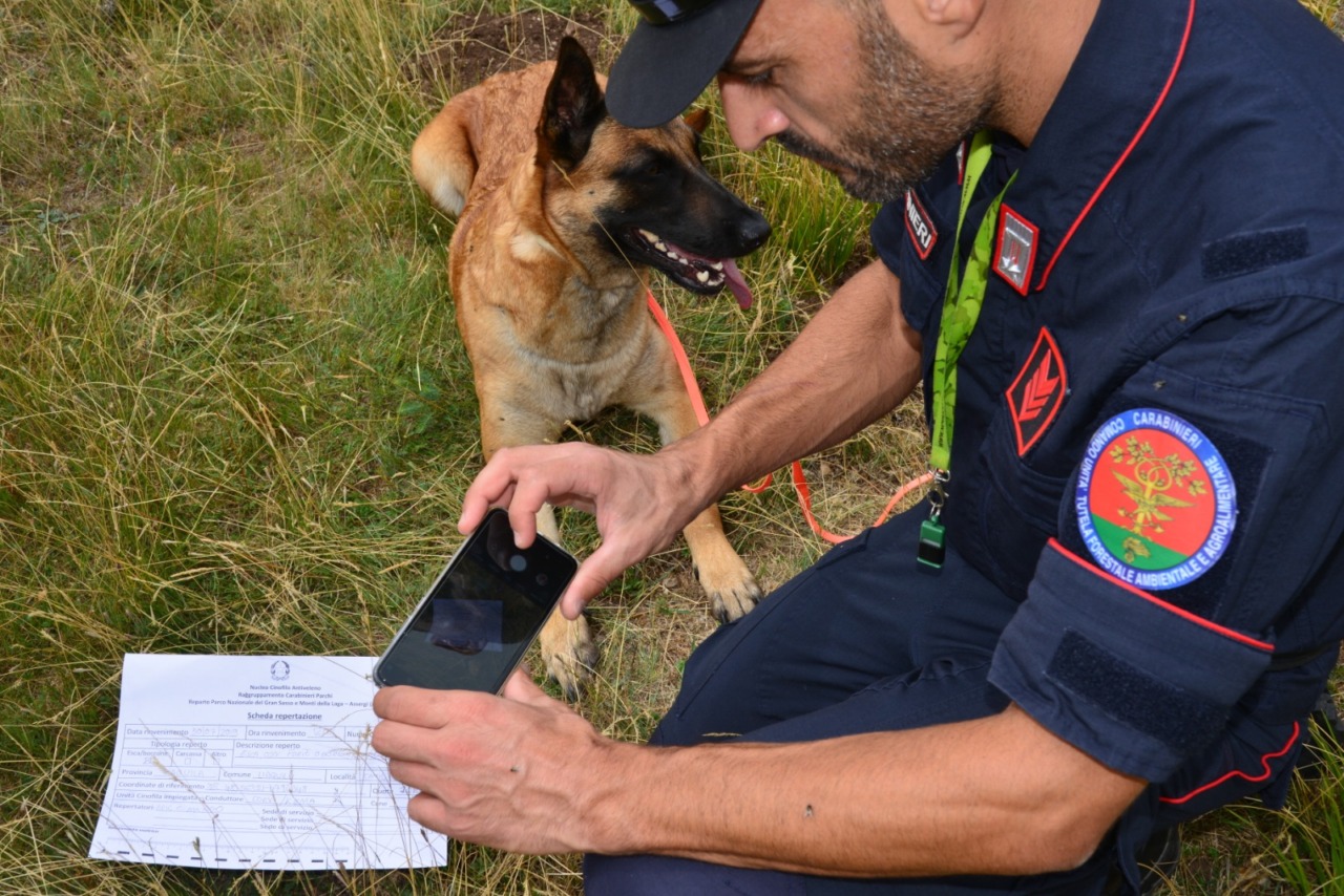 Officina abusiva e gestione illecita di rifiuti: scoperto anche un cane maltrattato