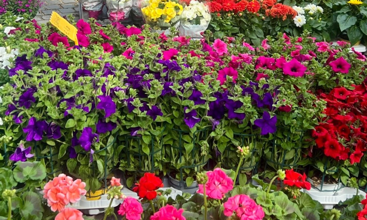 Lodi in Fiore: la prima edizione della mostra mercato in Piazza della Vittoria