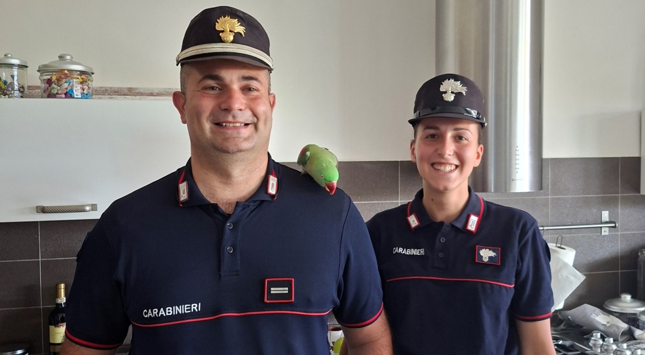 I Carabinieri Forestali recuperano a Lodi un pappagallo Grande Alessandrino