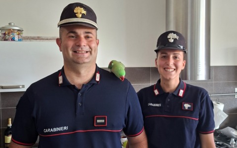 I Carabinieri Forestali recuperano a Lodi un pappagallo Grande Alessandrino