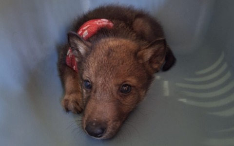 Cucciolo di lupo salvato nel Mantovano e trasferito d’urgenza all’Ospedale Veterinario di Lodi