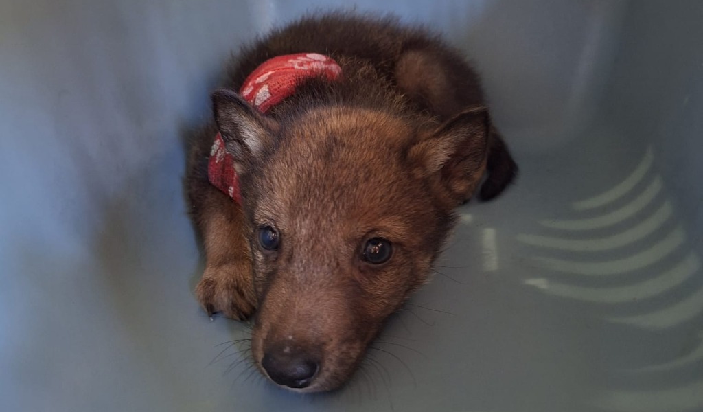 Cucciolo di lupo salvato nel Mantovano e trasferito d’urgenza all’Ospedale Veterinario di Lodi