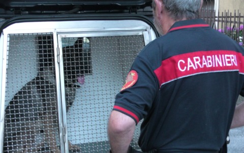 Operazione Delivery: smantellata rete del traffico di hashish tra Lodi e San Donato Milanese