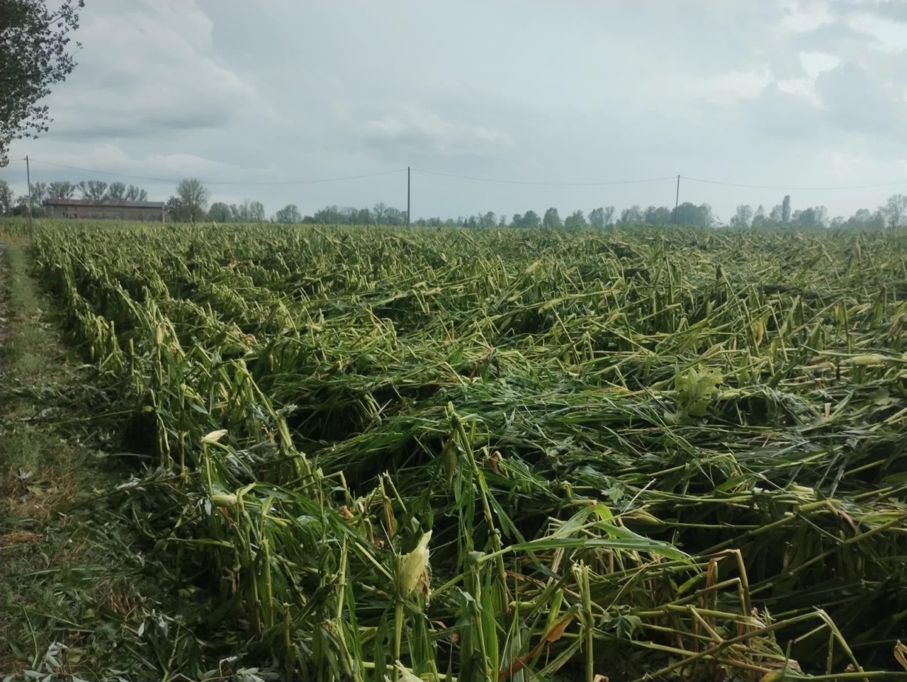 Violenta grandinata devasta le campagne lombarde: gravi danni alle colture e alle strutture