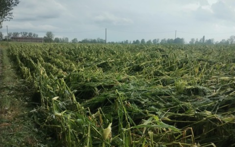 Violenta grandinata devasta le campagne lombarde: gravi danni alle colture e alle strutture