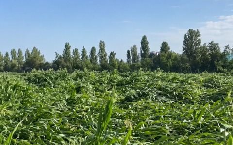 Maltempo estremo devasta le campagne tra Milanese e Lodigiano: Confagricoltura chiede alla Regione l’attivazione degli aiuti