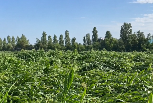Maltempo nel Lodigiano, riconosciuta l’eccezionalità degli eventi del 17 luglio