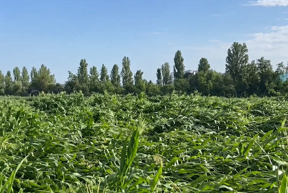 Maltempo estremo devasta le campagne tra Milanese e Lodigiano: Confagricoltura chiede alla Regione l’attivazione degli aiuti