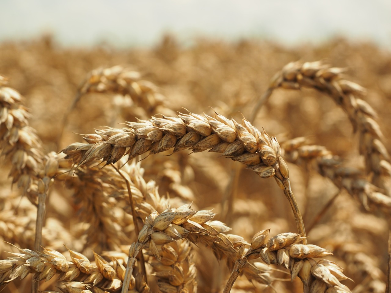 Crisi del grano e prezzi alle stelle: l’allarme di CIA per l’agricoltura del Lodigiano