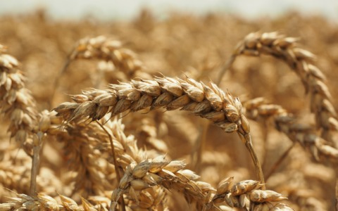 Crisi del grano e prezzi alle stelle: l’allarme di CIA per l’agricoltura del Lodigiano